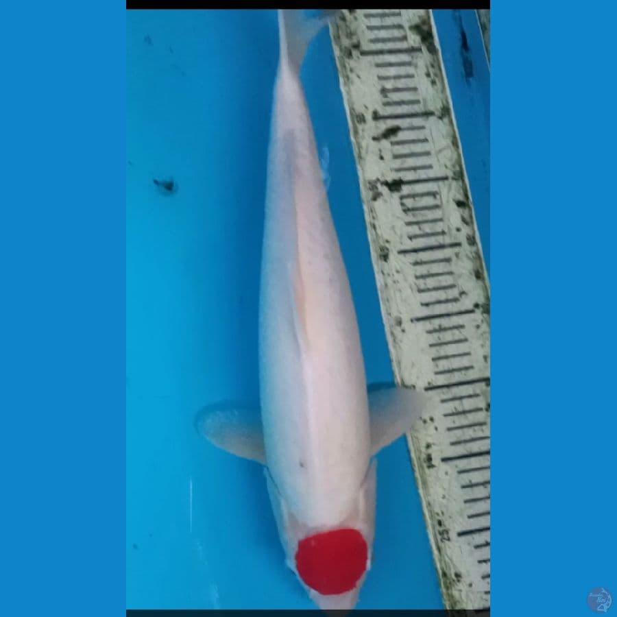 tc kohaku