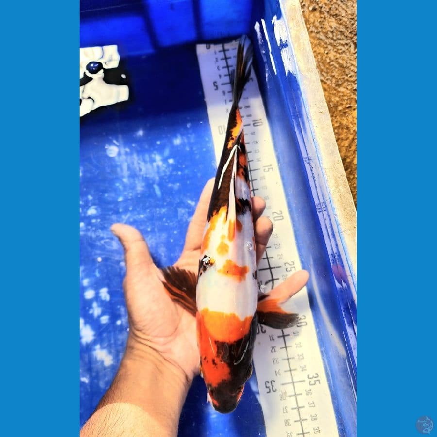 30cm showa