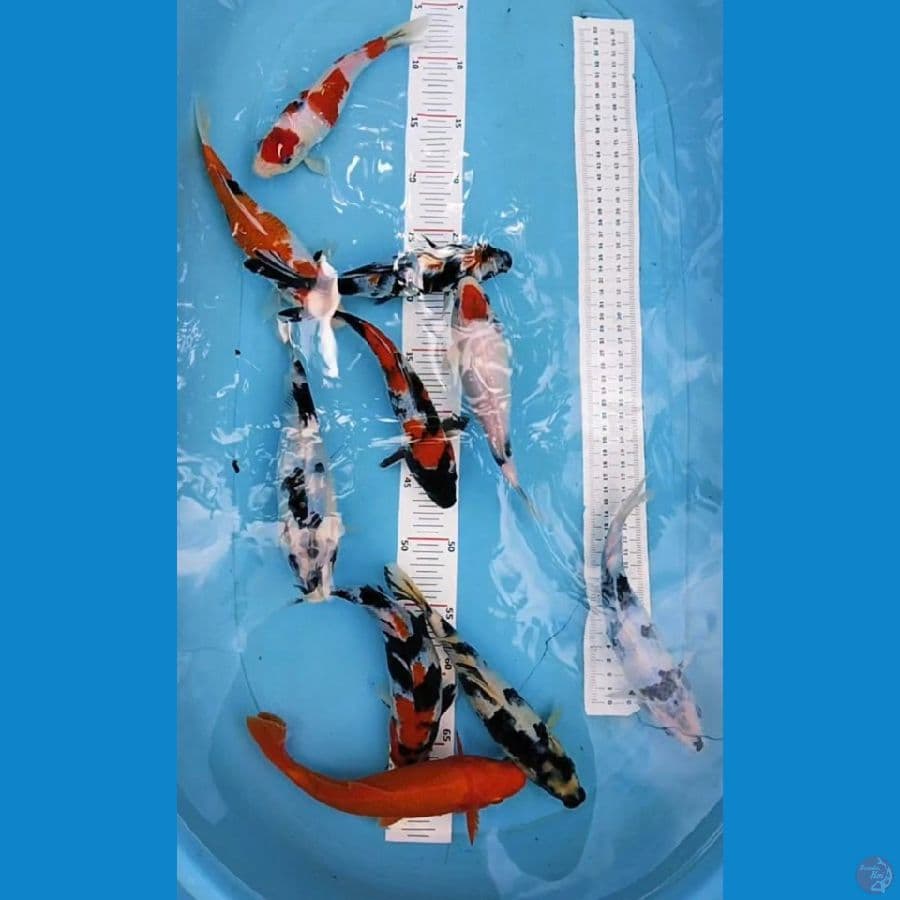 20-23cm 10ekor