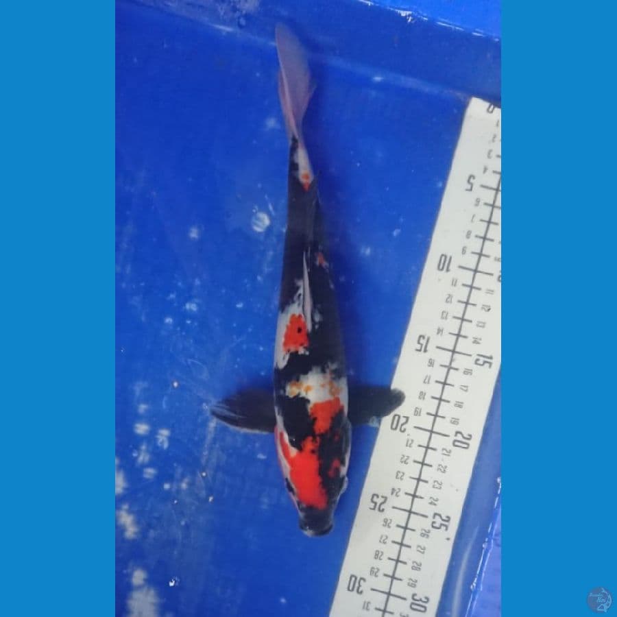 30cm showa