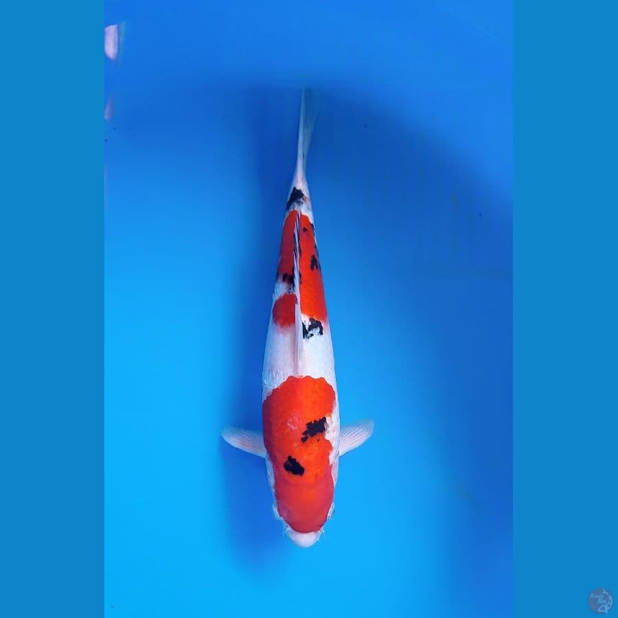 sanke 35 male
