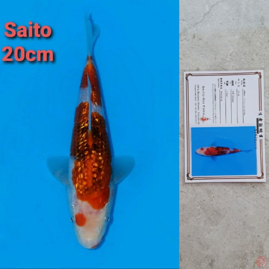 SAITO AI GOROMO GINRIN 20CM SERTI