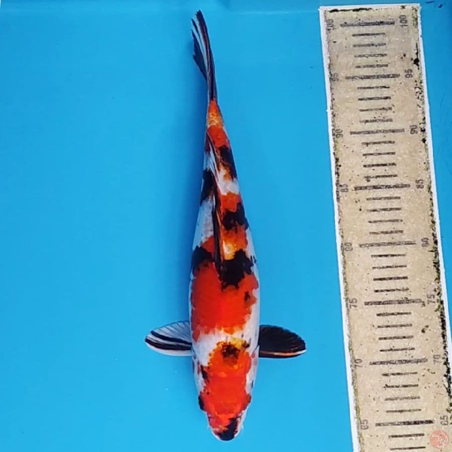 Kin Showa ~35 F