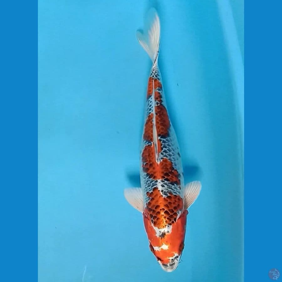 kujaku