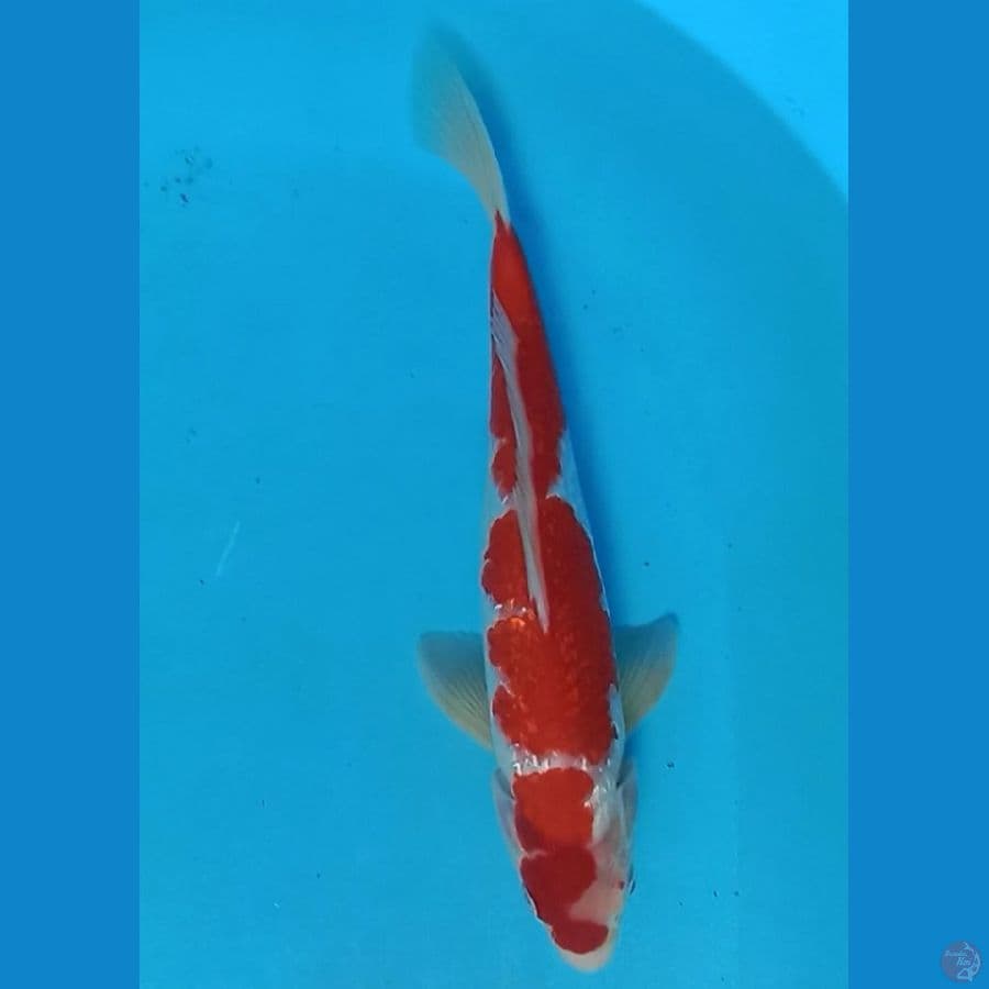 kohaku