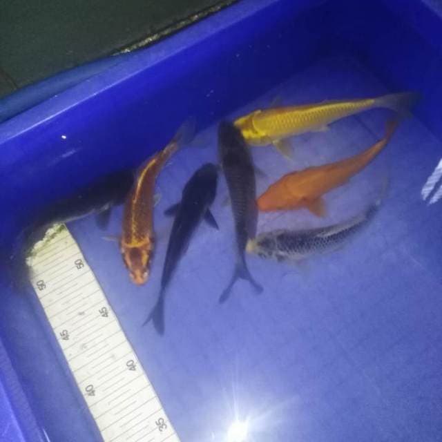 Penjinak kolam 7 ekor