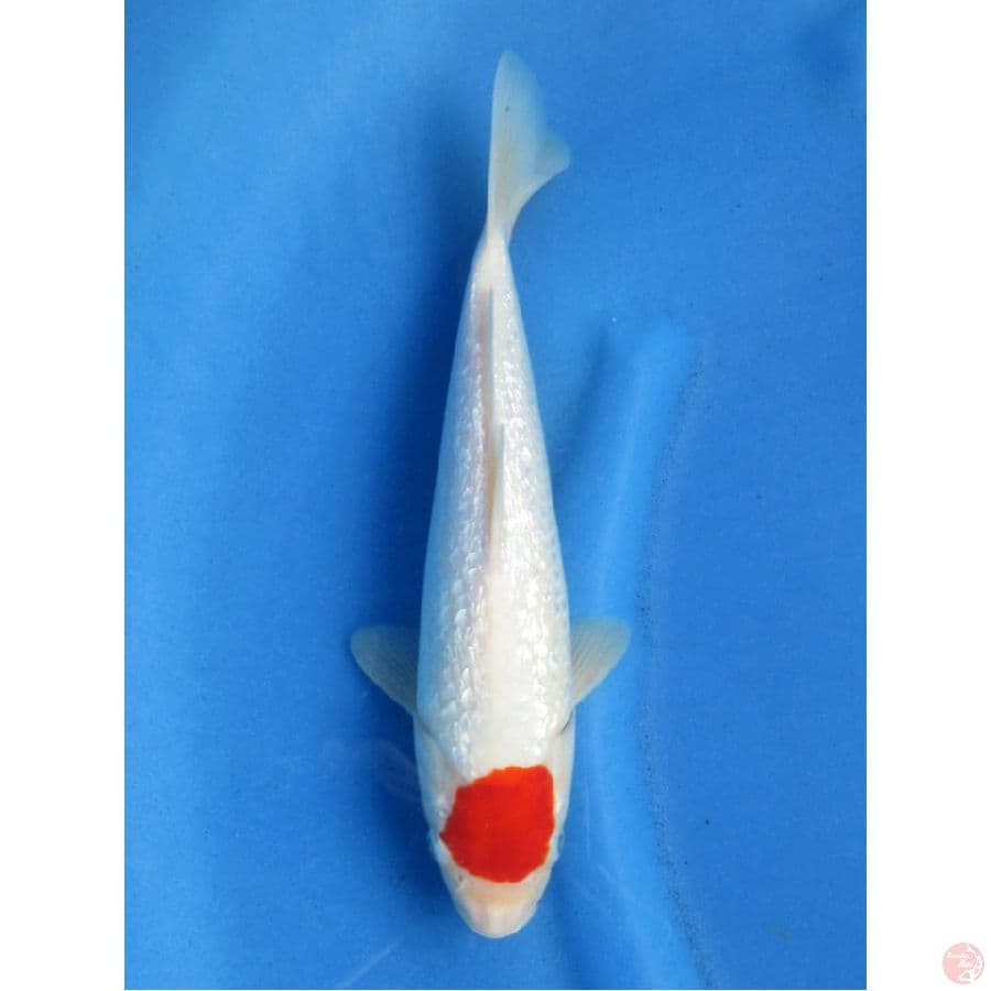 SQ Tancho Ori, 30cm