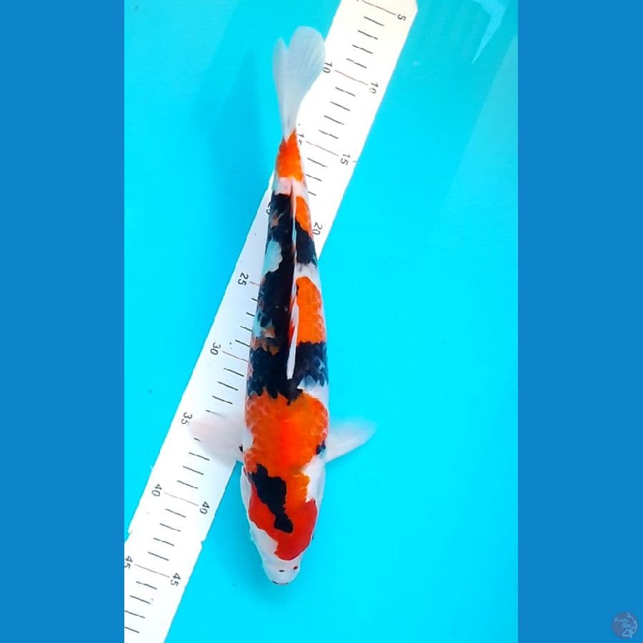 Punuk 35cm showa