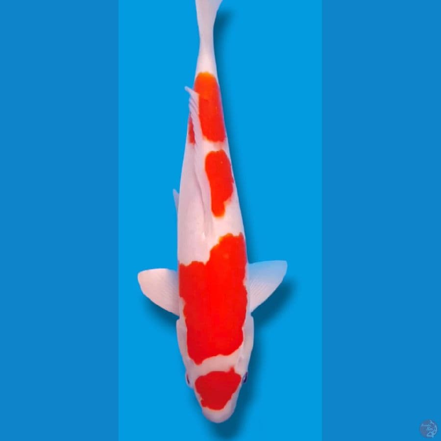kohaku maruten