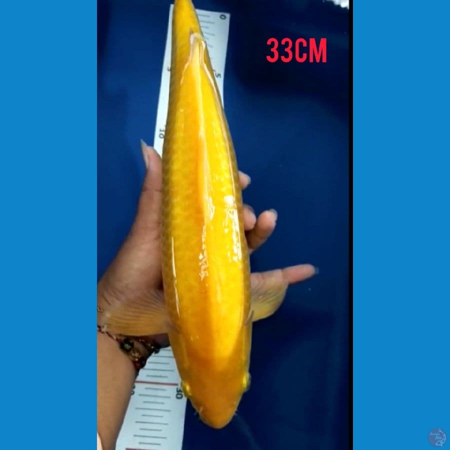 karasi 33cm