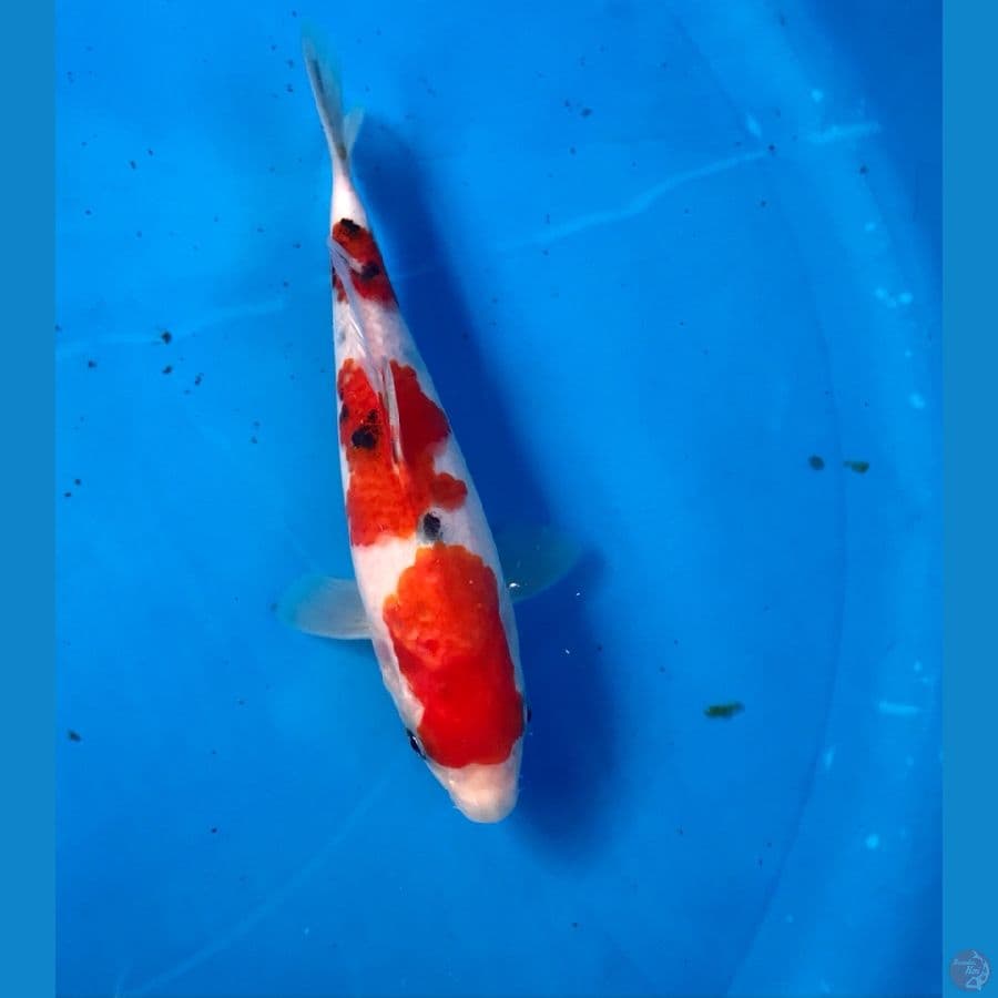 sanke 18cm