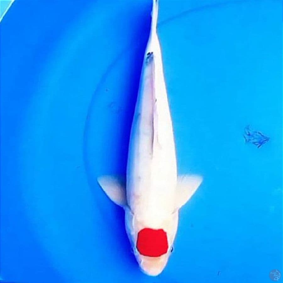 38cm Tancho Sanke Tategoi