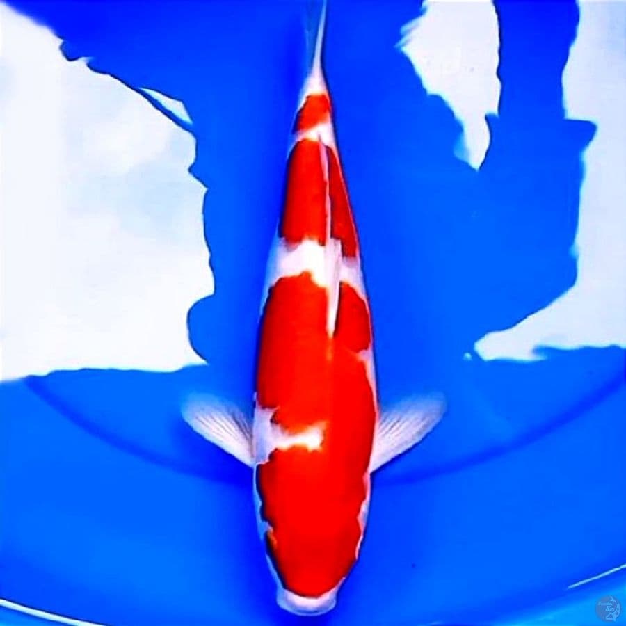 37cm Show Quality Kohaku