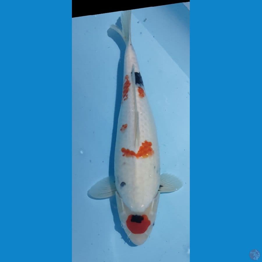 kindai showa female 40 cm