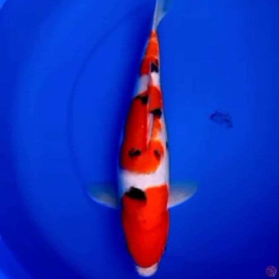 41cm SANKE 3 SETEP