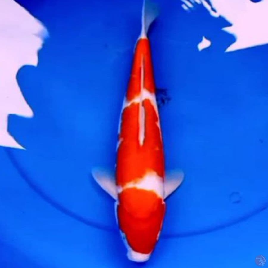 38cm KOHAKU BAGUS