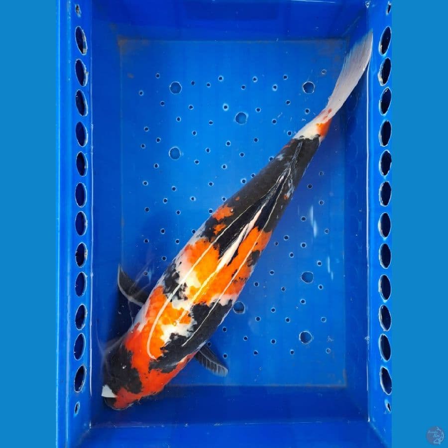 Showa 43 cm