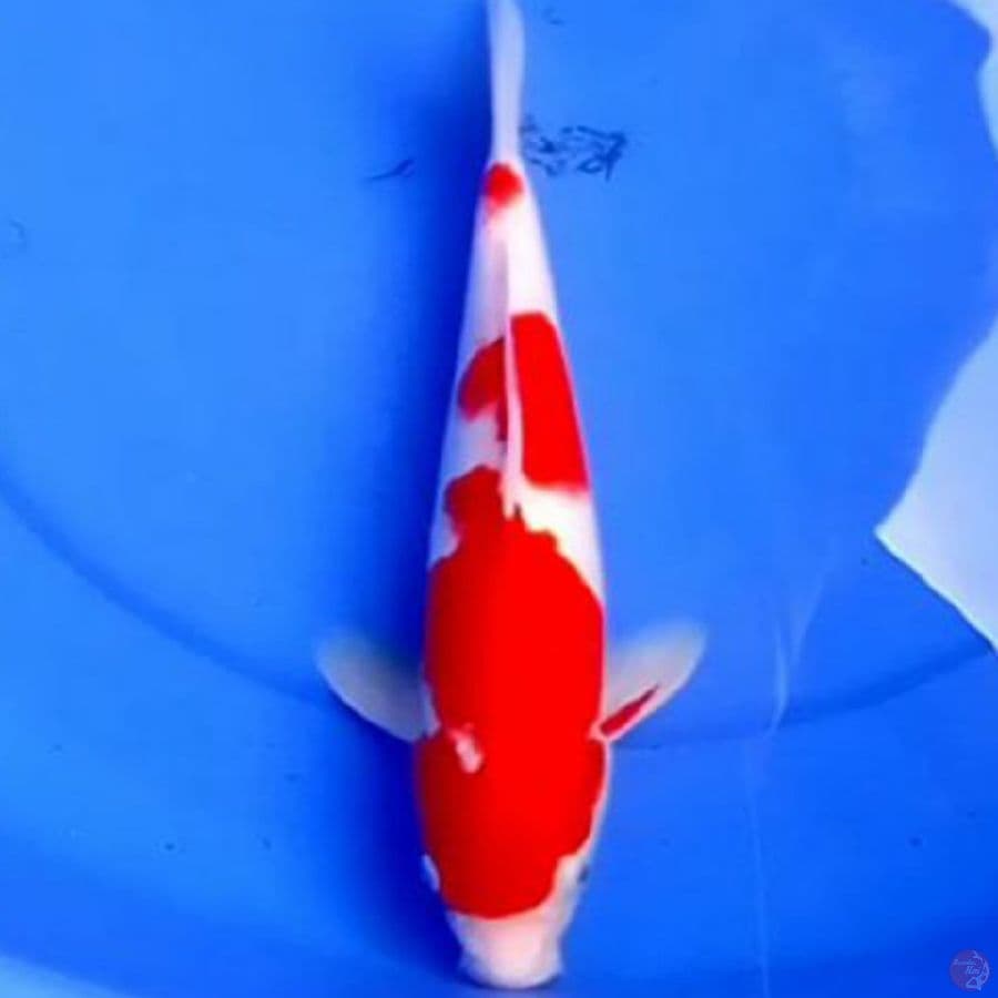 34cm KOHAKU MERONA