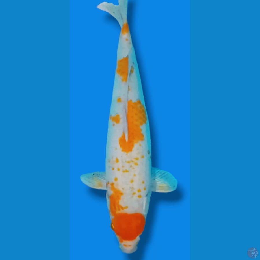 sabikoyo maruten