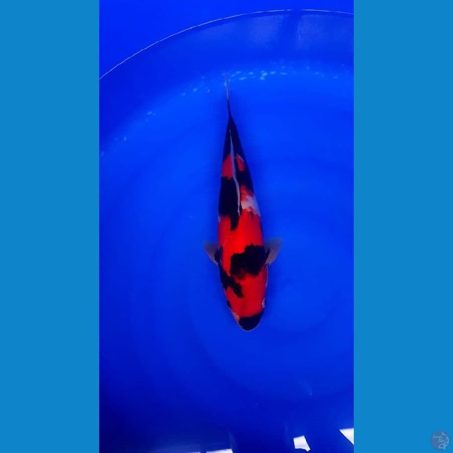 Showa male 35cm super halus KWALITAS JOOSSS