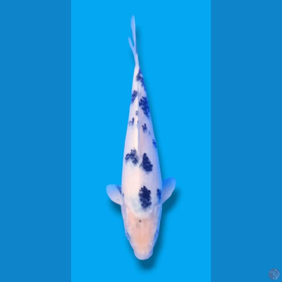 shiro bekko 25 cm