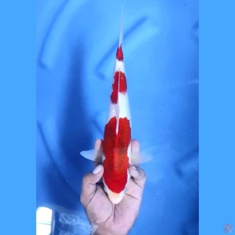 ( 30CM ) KOROMO ORIGINAL - MALE
