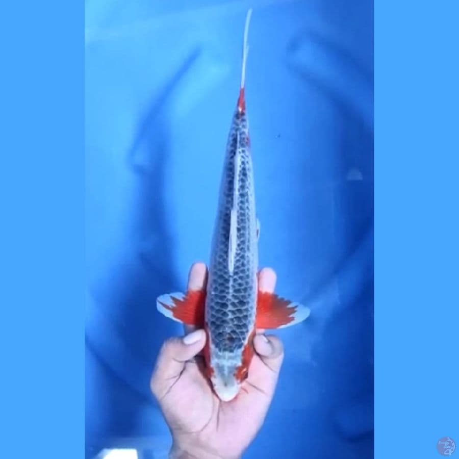 ( 30CM ) ASAGI MANTAP - MALE