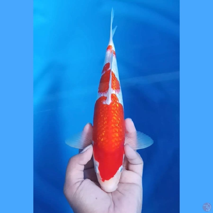 ( 28CM ) KOHAKU GINRIN - MALE