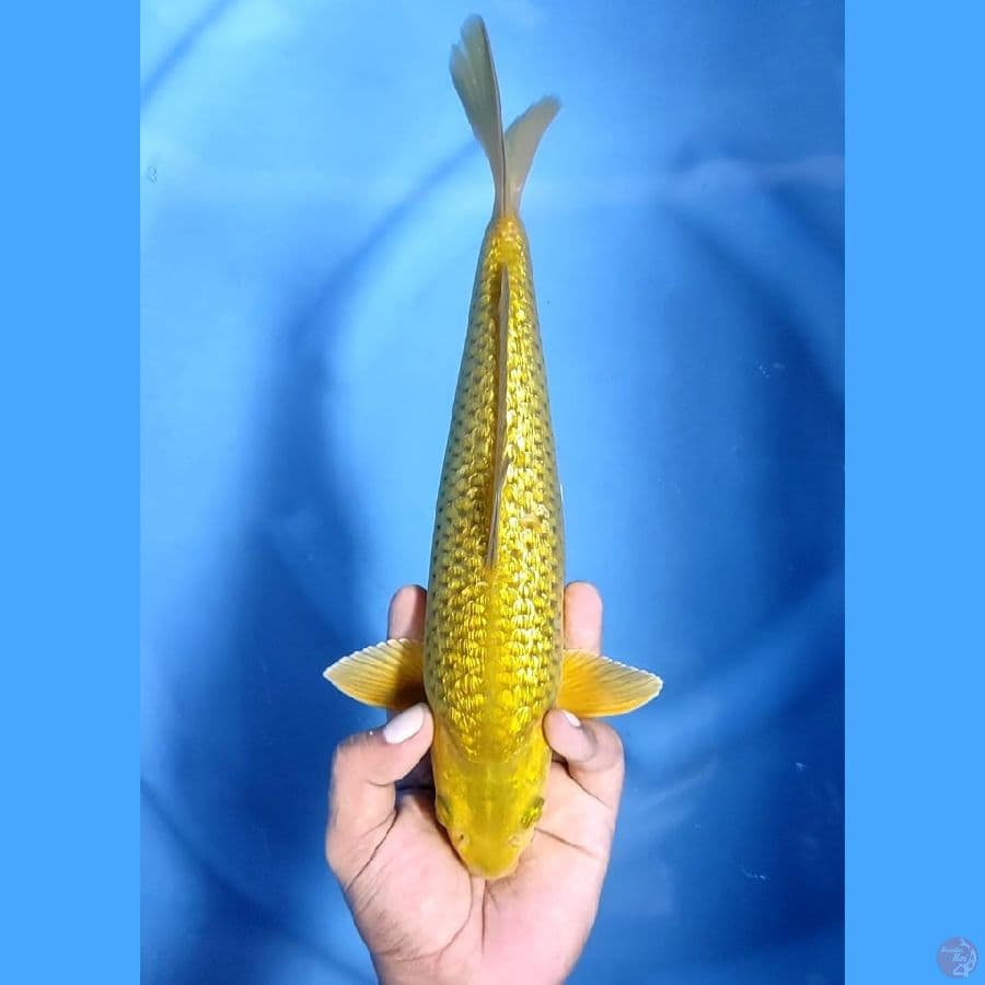 ( 30CM ) MIDORI GINRIN TEBAL - MALE