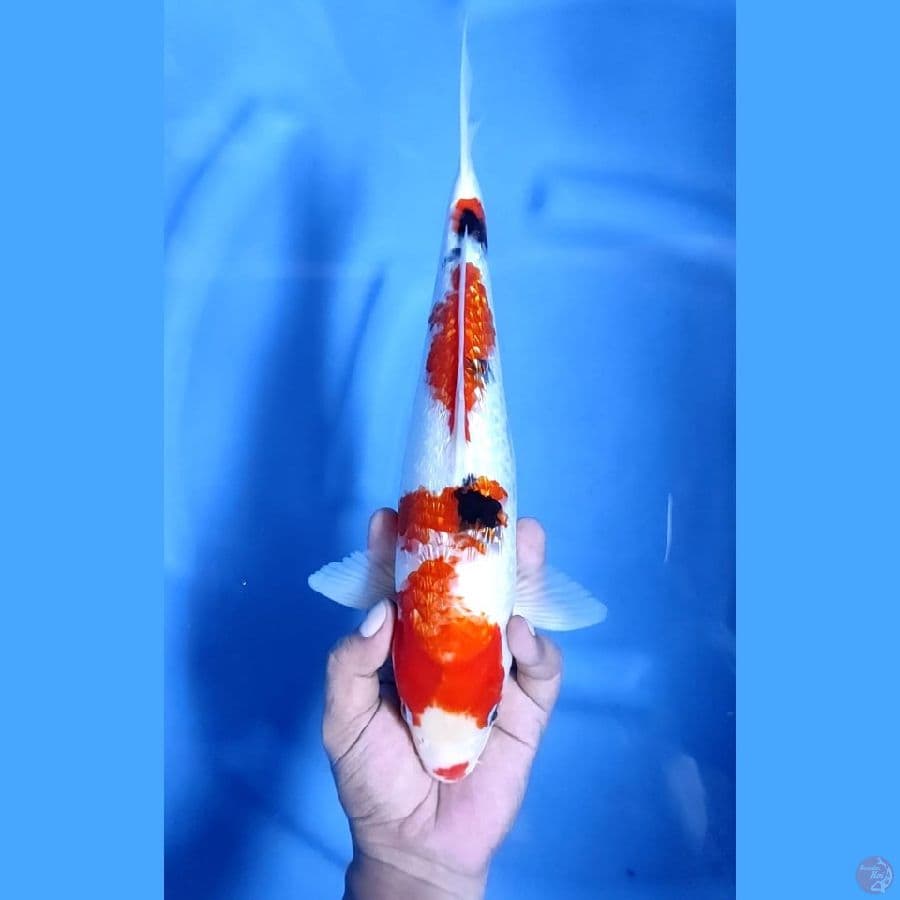 ( 35CM ) SHOWA GINRIN - FEMALE