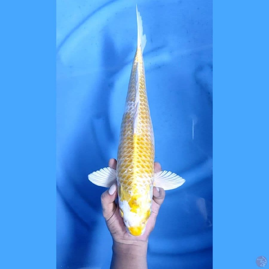 ( 42CM ) JUMBO HARIWAKE - MALE