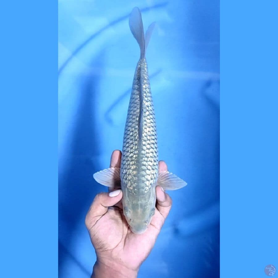 ( 32CM ) SORAGOI GINRIN - MALE