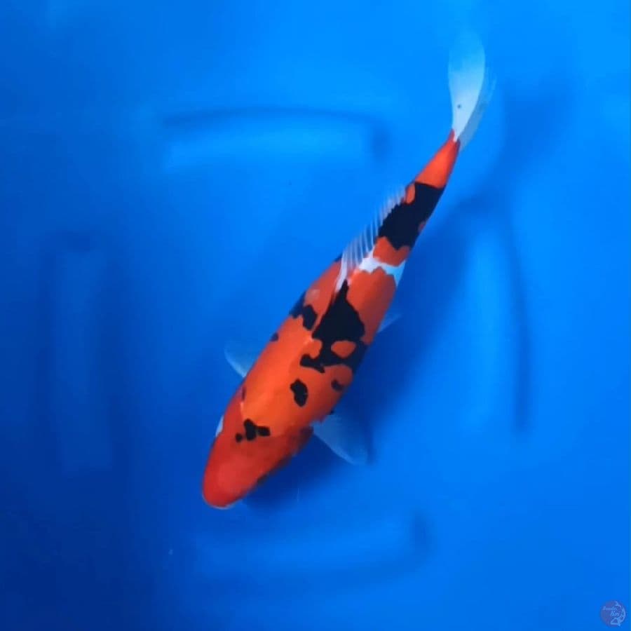 ( 35CM ) HI SHOWA DOITSU MURNI - FEMALE