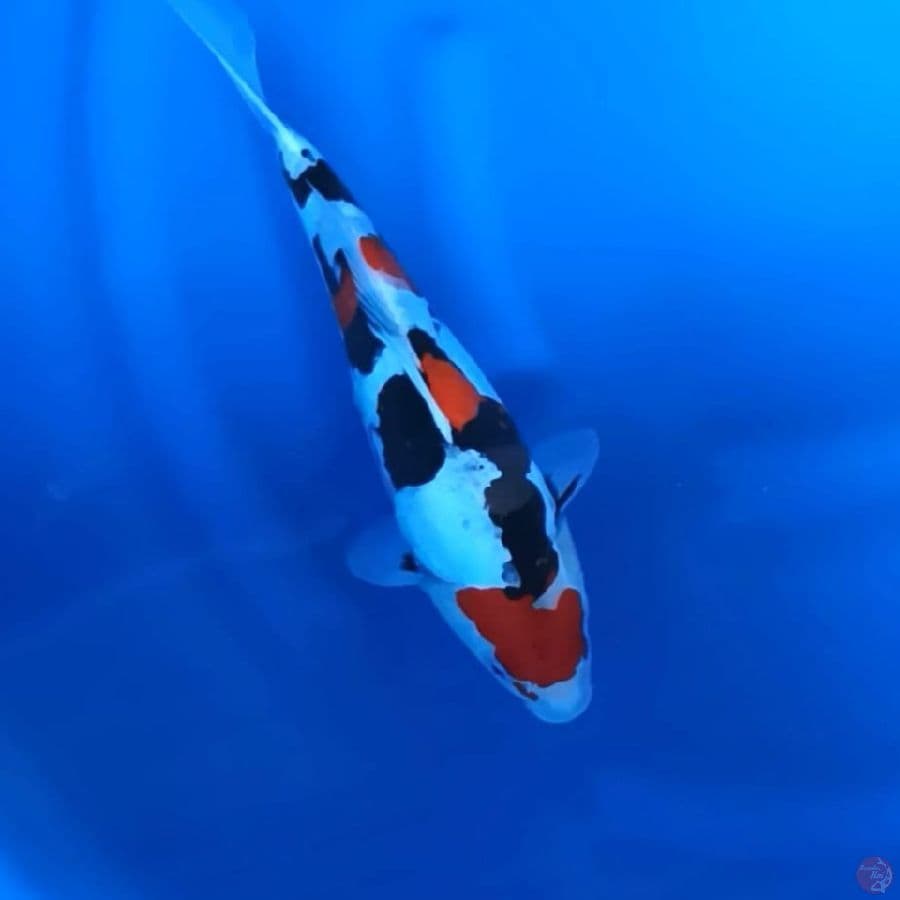 ( 32CM ) SHOWA DOITSU - FEMALE