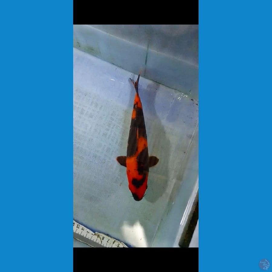 25cm male/jantan