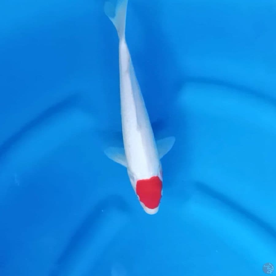 ( 27CM ) TANCHO ORIGINAL - FEMALE