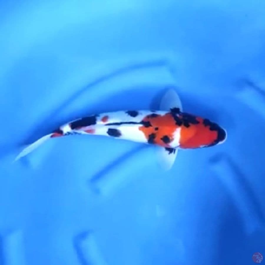 ( 38CM ) SHOWA - FEMALE