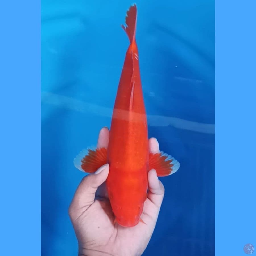 ( 35CM ) AKA HAJIRO TEMBUS PERUT - FEMALE