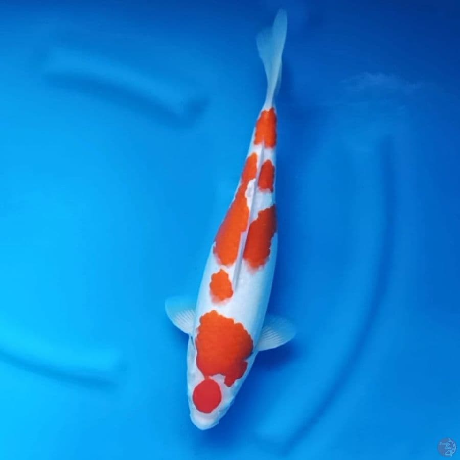 ( 37CM ) KOHAKU MANTAP - FEMALE