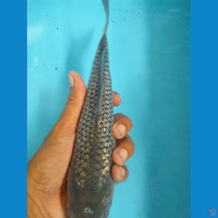 soragoi gindrin 25cm