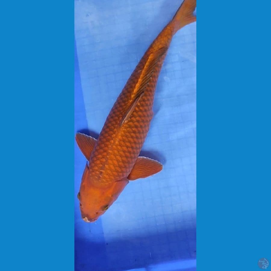 Cagoi tembaga