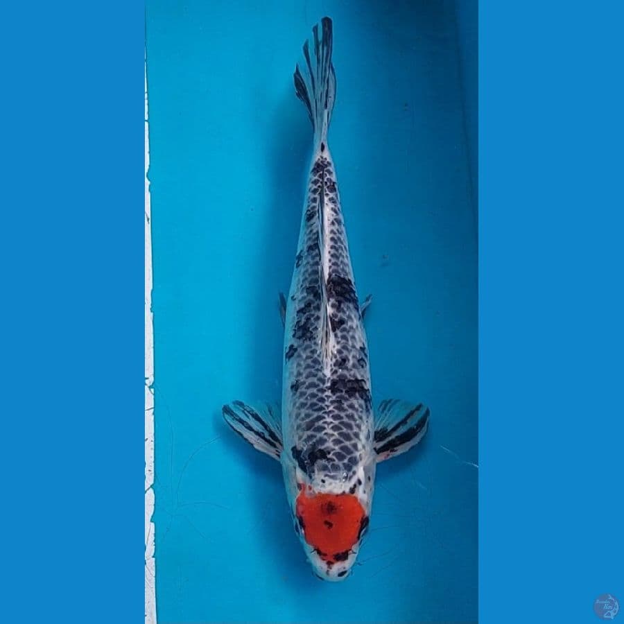 Tancho 33 cm Male