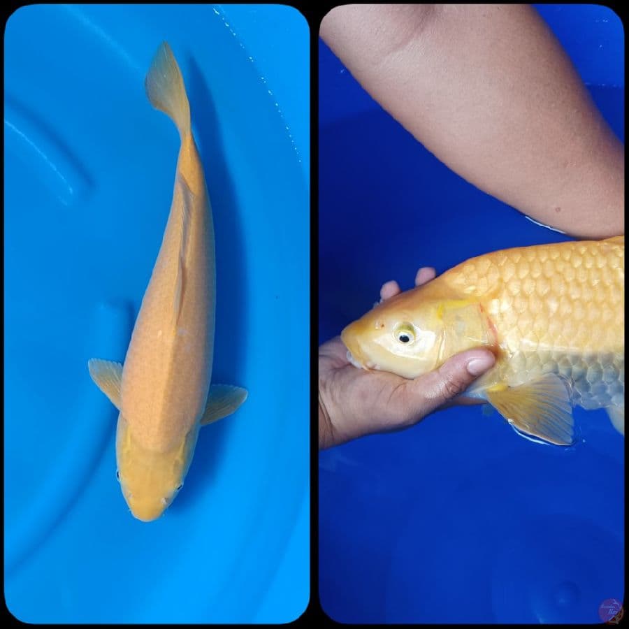 Karashi Lemon 50cm Betina