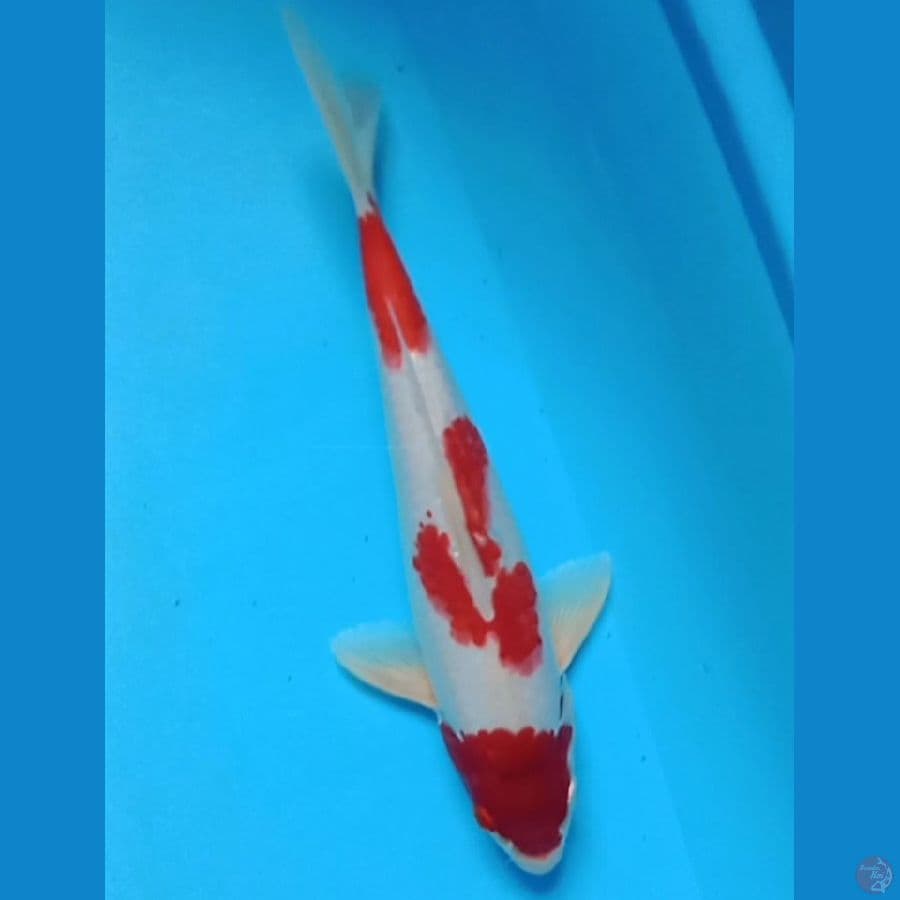 kohaku