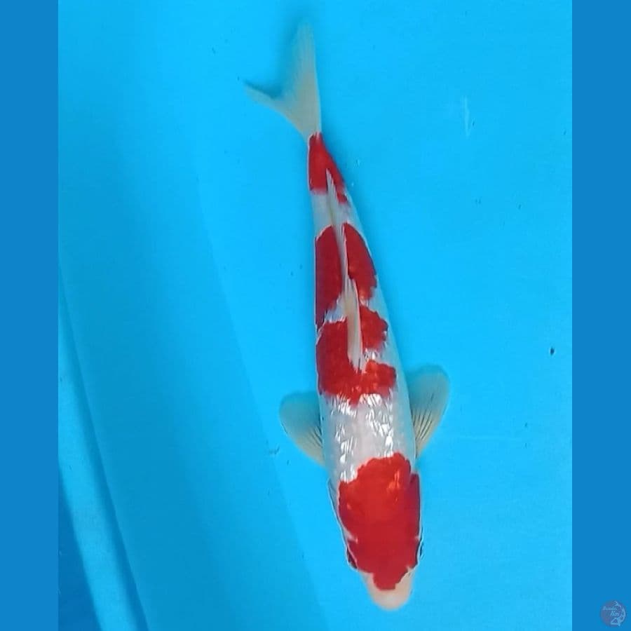 kohaku ginrin