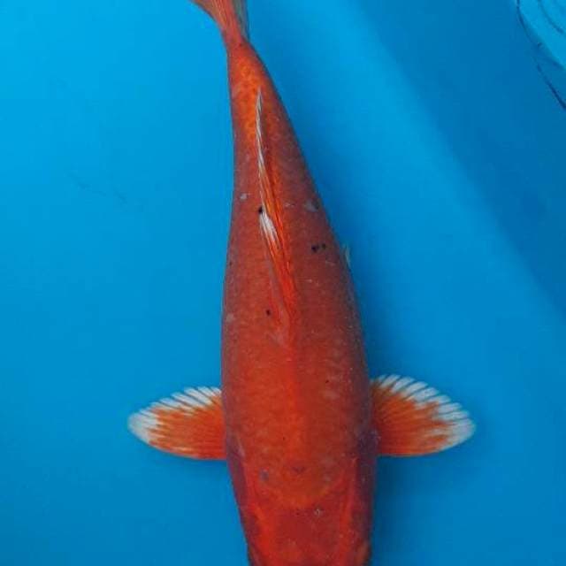 Orenji SB semi