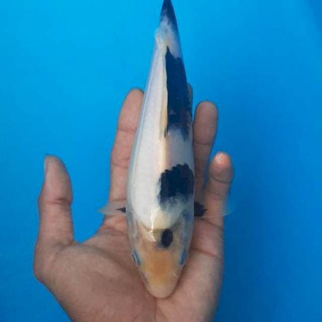 Shiro 25cm alusss