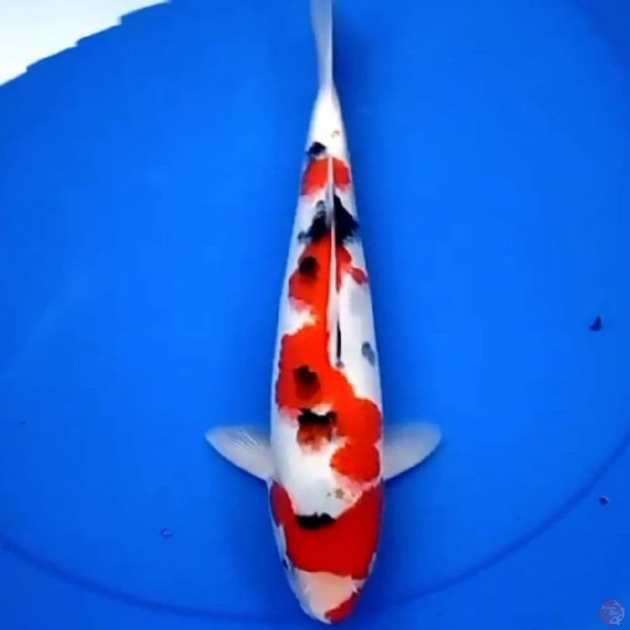 33cm SANKE ABSTRAK