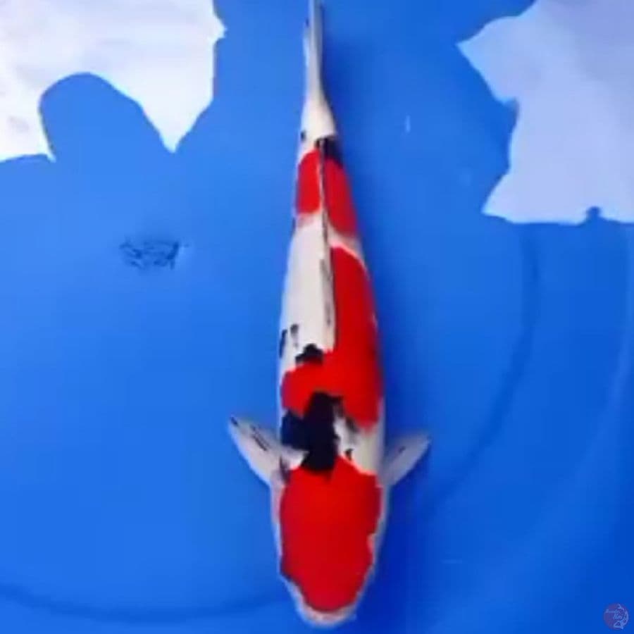 37cm SANDAN SANKE TSUBOSUMI