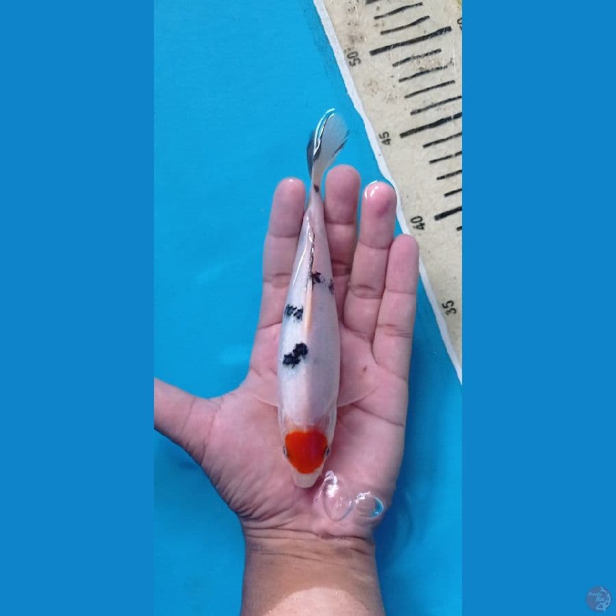 TC CUTING KERING17CM
